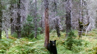 Bear Scratches an Itch