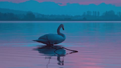 Swan bird evening,1920×1080 HD
