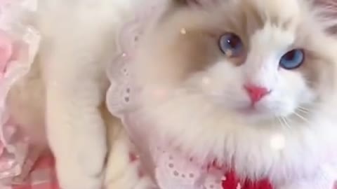 Aww cute cat videos funny ❤️ Cat Cash Compilation chines💚 Tiktok Cat Meow #cat