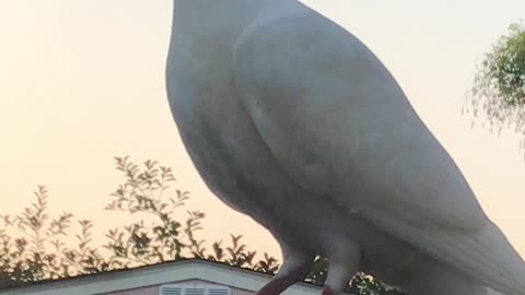 A White Pigeon