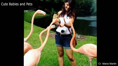 Funny Different Animals Chasing and Scaring People