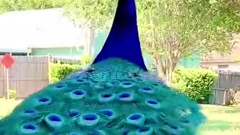 A beautiful view of the peacock spreading its wings