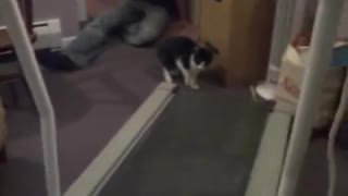 These Cats See Treadmill For The First Time, and Their Reactions Are Hilarious!