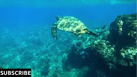 Sea Turtle Swimming in the Ocean, Underwater Coral Reef Slow Motion
