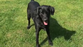 Black dog catches kicked soccer ball