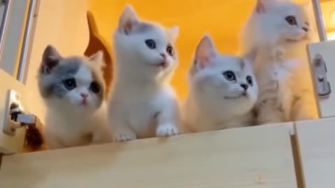 Crazy cats group 🤣 acting