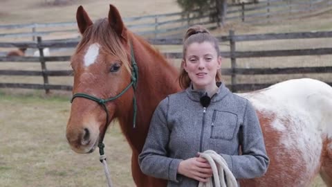 Horse Groundwork Exercises for Building Trust