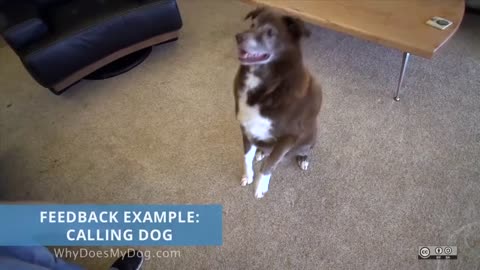 Dog Training Basics with Understanding Positive Reinforcement