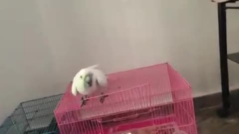 Umbrella cockatoo dancing to his favourite song !!