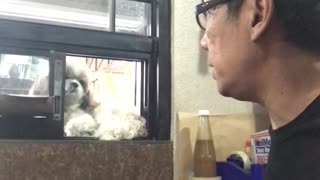 Doggo Doesn't Like When His Owner Sneezes