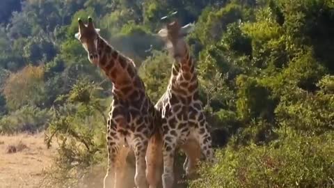 Have you ever seen giraffes fight?