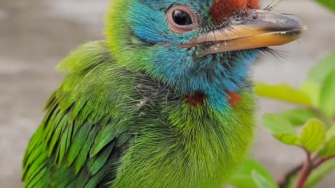 🇺🇲 Baby Bird Lost Her Mother. Crying every moment😭