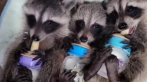 Raccoon Babies Go Bonkers Over Bottles