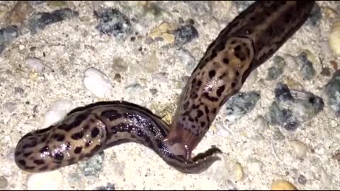 Strange Slimy Summer Slug Sex!