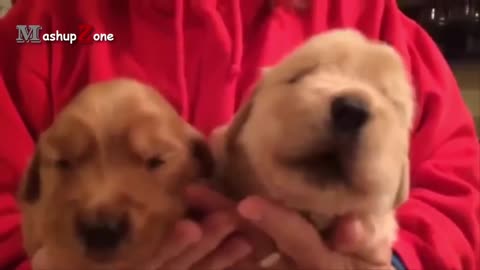 Cute Puppies Howling Compilation 2022 (Cuteness Overload)