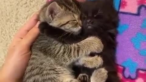 .Two kittens hugging.