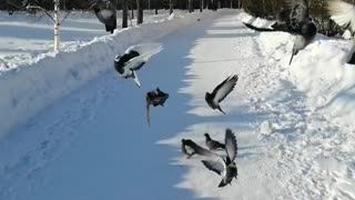 A flock of hungry pigeons.