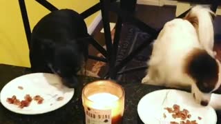Music black dog and white dog eating on table