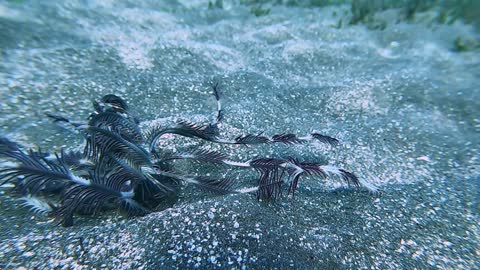 Strange Sea Creature Scuttles along Floor