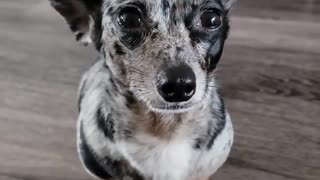Small Doggy BIG Ears