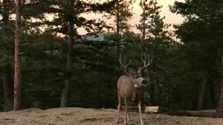 Curious Deer Come in Close