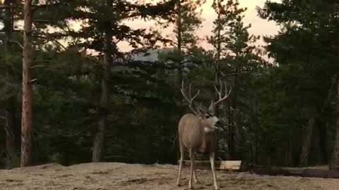 Curious Deer Come in Close
