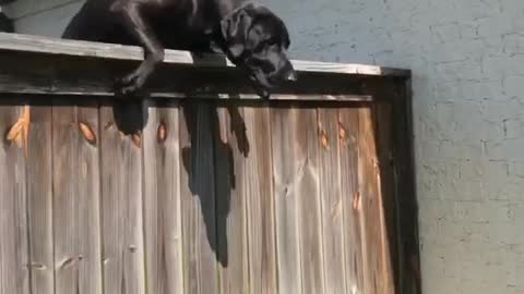Dog Scales Fence