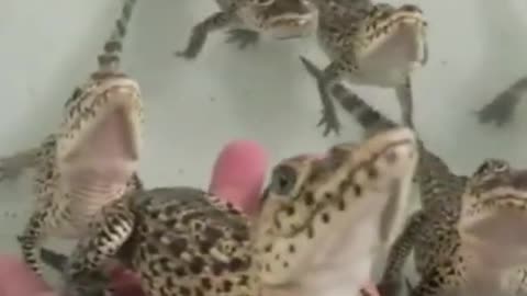 The sound of Cuban crocodile puppies