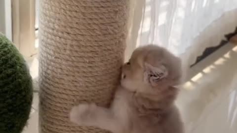Funny Cats playing videos