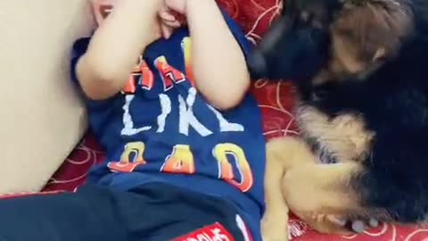 Cute puppy and baby playing together - funny dog love with baby