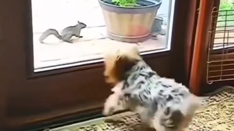 Dog vs Squirrel.. VIRALL