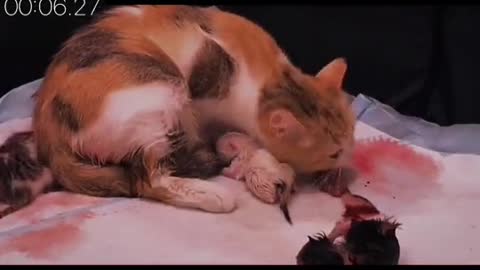 record my cat giving birth