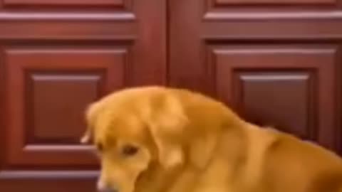 Funny Dog Reaction To Vet