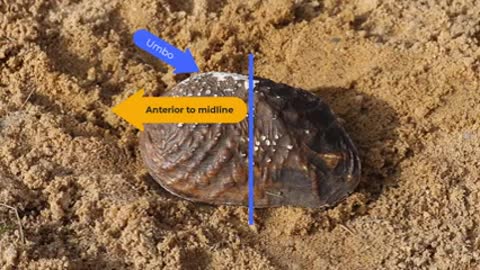How to Place Freshwater Mussels in the Substrate_2