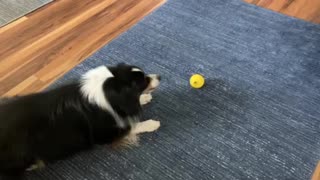 jack loves a ball that talks or makes noises