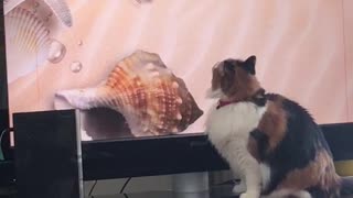 Cat watching tv