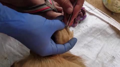 Giant Ticks Out From Dog's Body - Removing Giant Ticks on Dog - Ticks Removal Video (5)