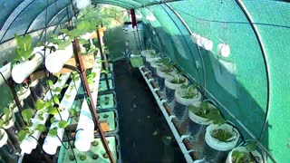 Greenhouse 1 Timelapse 22-08-2022