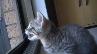 Adorable kitten making sounds