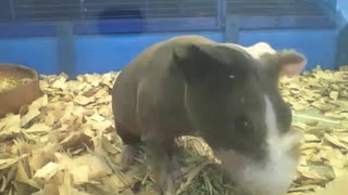 Skinny guinea pig eating his lunch, sounds yummy! [Nature & Animals]