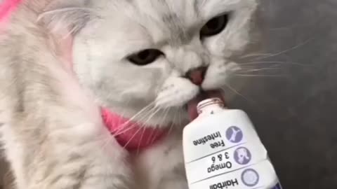 Nail cutting of a cute cat