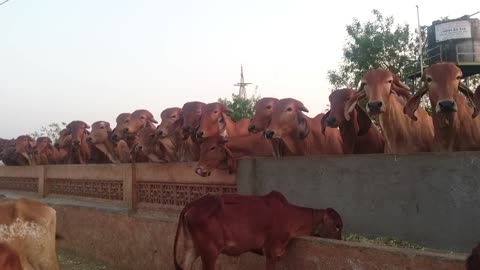 Cow Indian