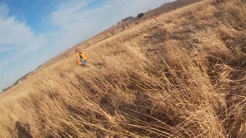 Pheasant Hunting with our Bird Dog (Springer Spaniel)