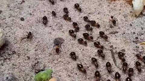 Termites busy in the forest