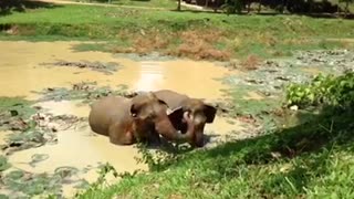 Happy elephants at Thai sanctuary scream in excitement