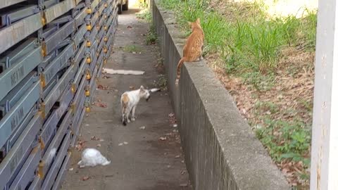 White cats hunting birds, orange cats follow...