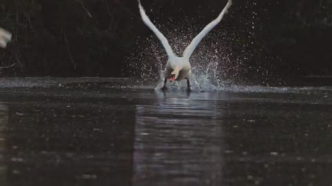 Schwan im Flug