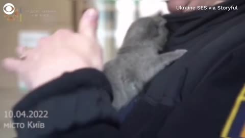 Kitten rescued from destroyed town in Ukraine