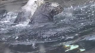 Otters Playing in Water