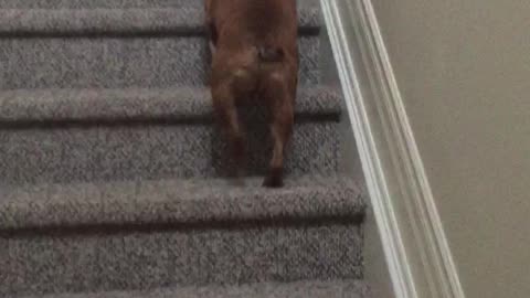 Brown dog is told to come he crawls backwards to owner then goes up stairs